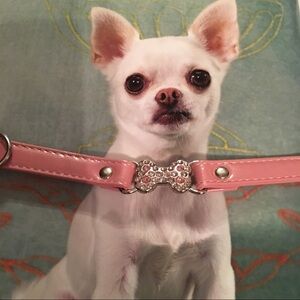 Collar Pink Patent with Statement Center